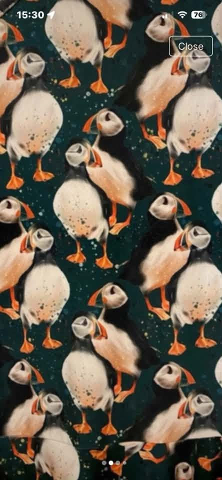 Puffin